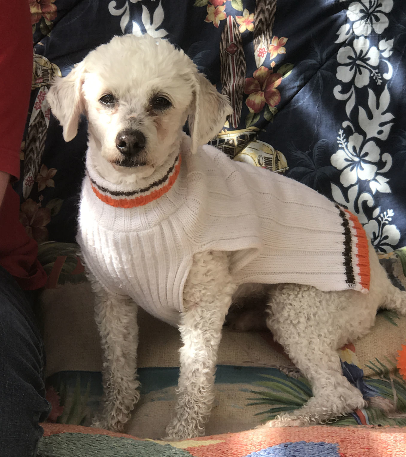 CCSPCA Pet of the Week -- Cameron